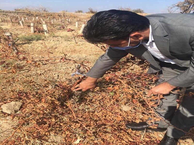 خبرنگاران طرح سرشاخه کاری انگور در خلیل آباد خراسان رضوی با موفقیت اجرا شد