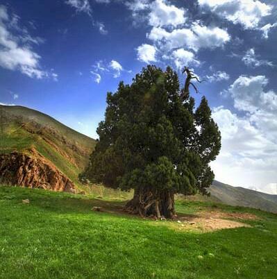 آنالیز صندلی درخت، موهبت سبز در طول تاریخ ایران زمین