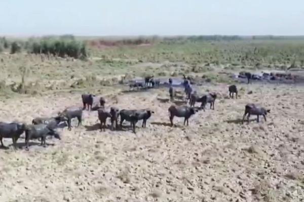 (ویدئو) شرایط تکان دهنده خشکسالی و بی آبی در خوزستان شرایط تکان دهنده خشکسالی و بی آبی در خوزستان