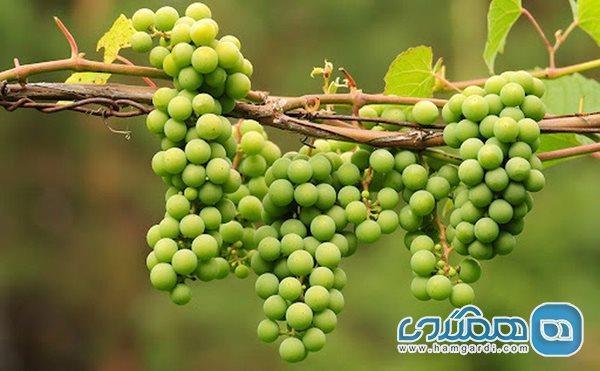 آیا آبغوره قند دارد؟ آیا آبغوره قند دارد؟