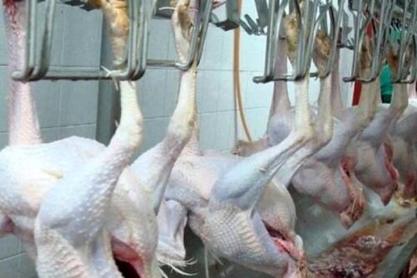 گوشت بوقلمون در میادین چند شد؟ ، جدول قیمت ها گوشت بوقلمون در میادین چند شد؟ ، جدول قیمت ها